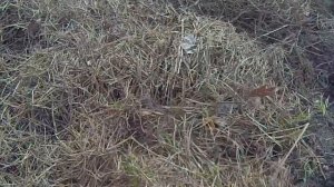 Собрать дёрн на огуречную грядку.