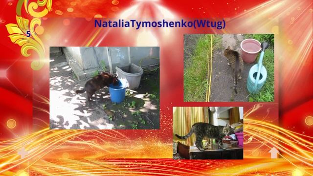 Что нужно знать, если заводите котенка? #like#hi#кот#gato #cat #pusa смотреть онлайн