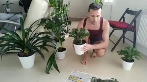 ШЛЮМБЕРГЕРА, формирование и пересадка