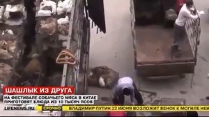 Шок! В Китае праздник собачьего мяса 10 тыс собак станут жертвами праздника 25 06 2015