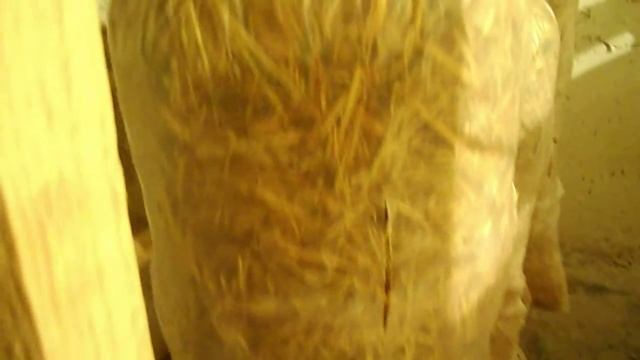 Вешенка на соломе смотреть онлайн