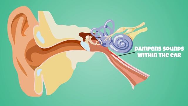 Tensor Tympani Muscle: Why Do You Hear A Rumbling Sound When You Close Your Eyes Too Hard?