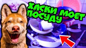 ХАСКИ МОЕТ ПОСУДУ! (Хаски Бублик) Говорящая собака