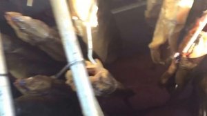 сушка и холодное копчение рыбы