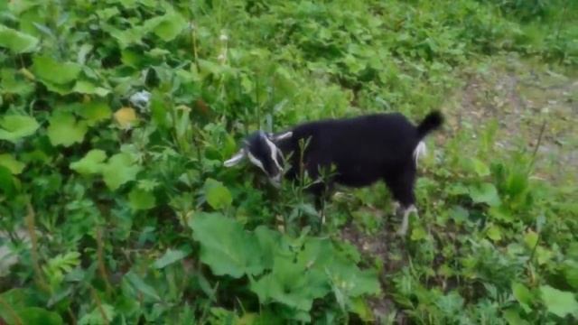 Продажа камерунских козочек смотреть онлайн