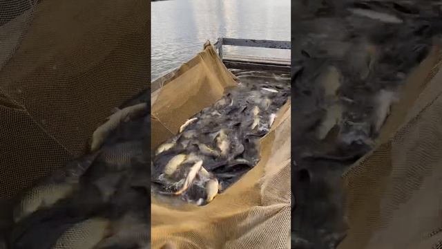 Платная рыбалка, пруд Черноморец 22.05.23. Добавили карпа. смотреть онлайн