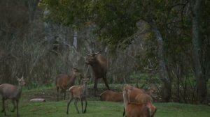 Олень атакует зубра. Red Deer attack bison.