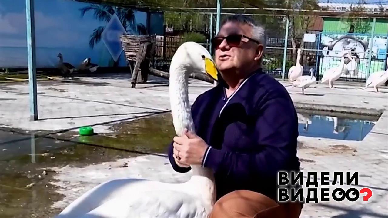 Лебединая дружба. Видели видео? Фрагмент выпуска от 16.06.2019