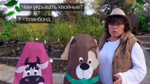 Укрываем хвойные.  Укрывной материал - что лучше?