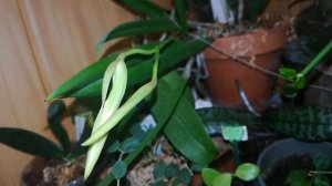 Брассавола нодоза (брассавола узловатая) Brassavola nodosa