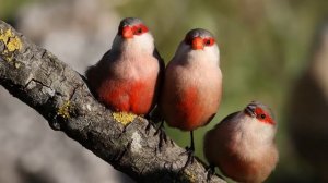 Прекрасное пение птиц - звуки природы - расслабляющие звуки для крепкого сна