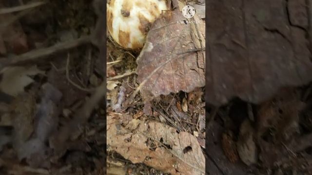 오늘도 최고로 행복하씨요 산아재 송이버섯 째깨보고 왔써라 смотреть онлайн