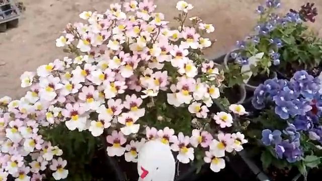 Немезия. Вегетативная. Сохранить и приумножить! Моя коллекция немезии.