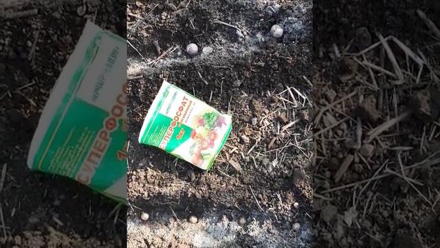 Посадка чеснока осенью. Часть 1 смотреть онлайн