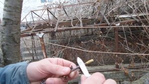 01 Прививка Плодовых Деревьев Дрелью по Итальянски Вишня Черешня Grafting ON cherry with DRILL 2021