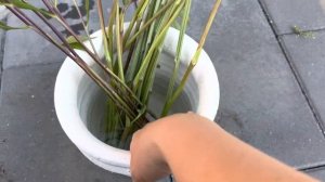 Букет из георгин и роз