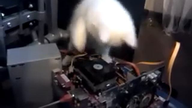 Котэ увидел кулер (Cat and the cooler) смотреть онлайн