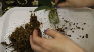 Пересадка орхидей, полученных по почте, в размере 1,7