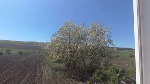 ЦВЕТЫ АКАЦИИ БЕЛОЙ , ЛЕЧЕБНЫЕ СВОЙСТВА (Робиния ложноакациевая)