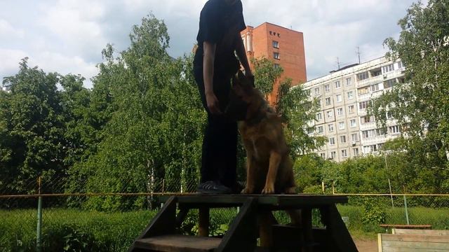 Дрессировка собак-немецкая овчарка Флинт 1 год 4 мес смотреть онлайн