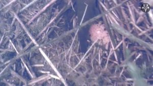 КАНАЛЬНЫЙ СОМИК. Он же: канадский сом, американский сом и рыба кот.