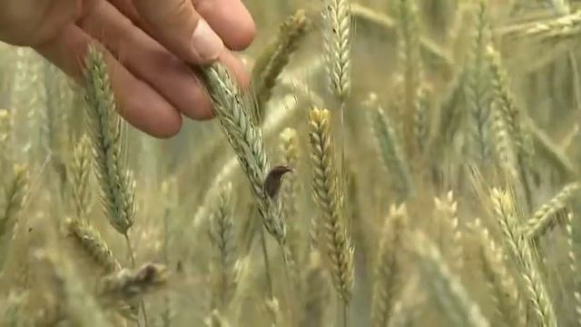 Підвищення стійкості гібридів жита до ураження ріжками | Технологія PollenPLUS смотреть онлайн