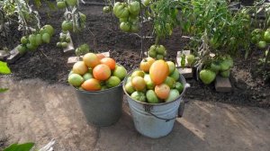 Как ухаживать за помидорами в июне 2021 года в открытом грунте по лунному календарю