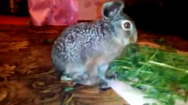 Заяц в домашних условиях смотреть онлайн