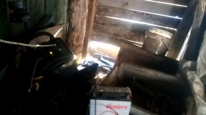 электро пастух в действие /жизнь в деревне/