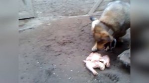 Собака злится на свой хвост