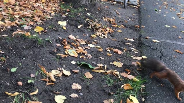 Пытаюсь покормить белку Парк Елагин остров Хорошее настроение смотреть онлайн