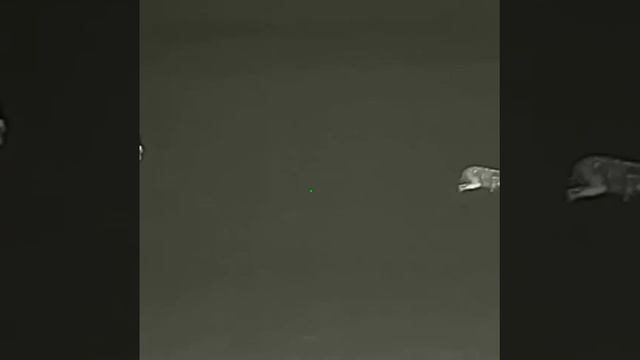 Охота на зайца и теплоприцел Iray. смотреть онлайн