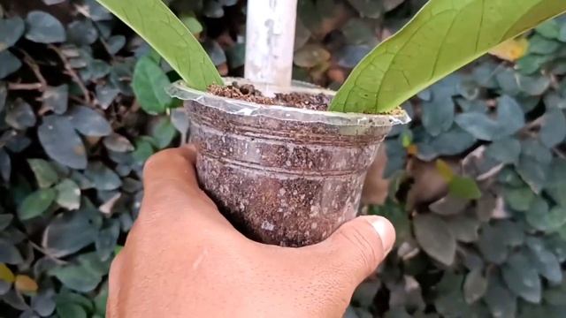 How to Grow Java Apple Tree From Leaves | Best Natural Onion Rooting Hormone смотреть онлайн