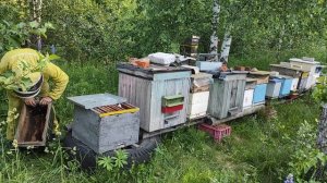 Роеловство. Залётный рой прилетел  на дачу в ловушку. #Роеловство  #пчеловодство?