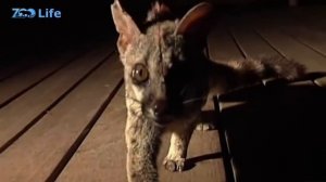 Маленький хищник с повадками кошки в большом мире опасностей. Генета - интересные факты