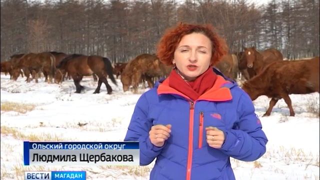 Калмыцкие коровы осваивают колымские пастбища
