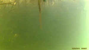 подводная охота "БОБР"