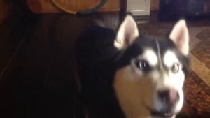Хаски разговаривает / Husky Flesh says "I love you mom"