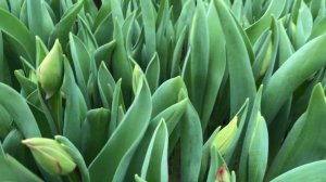 Выгонка тюльпанов.  Срез и хранение