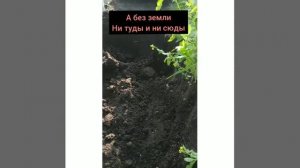 плодородная почва своими руками. опилки в огороде 27 сентября 2020 г.