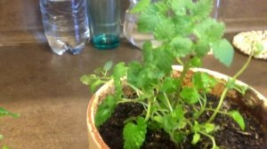 Выращивание Мелиссы в домашних условиях