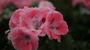 Pelargonium Grandiflorum Elegance Sunrise - Geranium with Flowers in spectacular Colours