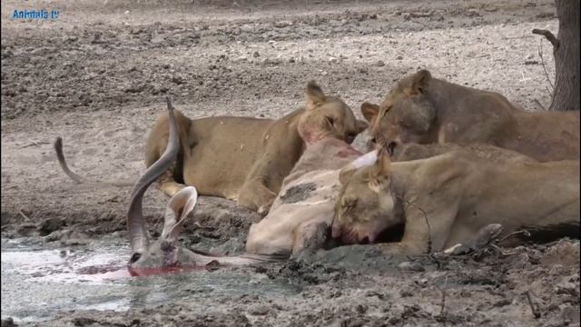 Атака Львиного Прайда, Нападение Льва, Факты о Львах_ смотреть онлайн