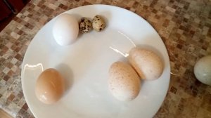 Виды яиц. Определение качества яиц.