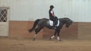 Andalusian/Quarter Horse cross (Azteca)  Solid 1st Level Dressage Foundation and moving up