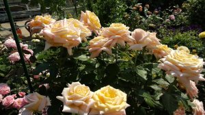 Розы. Кантри стиль. Горная терраса.