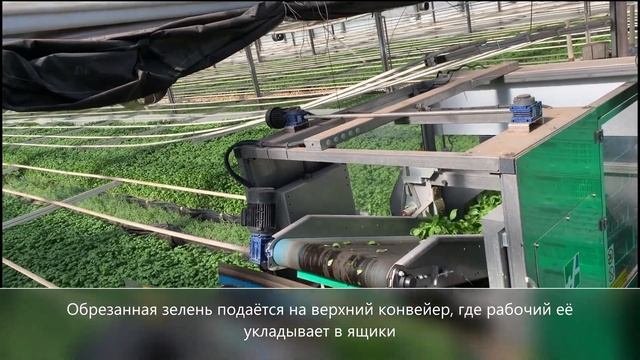 Как выращивают зелень и ароматические травы в теплицах Италии на срез и в горшочках - базилик и др.