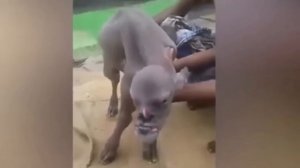 Это Попало на Камеру! Это Видео Невозможно Объяснить