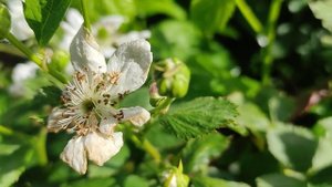 Натчез ежевика  и вредители 2022