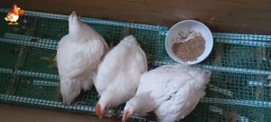 Курочка троечница и новости о пертурбации птиц ???